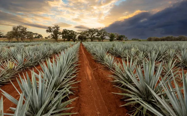 Agave